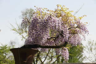 垂挂的紫花藤蔓美景