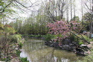 春日河畔烂漫花木景致