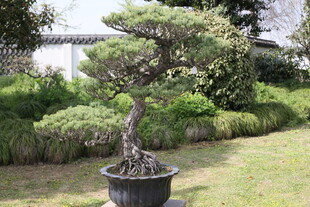 精致盆栽置于绿意草坪