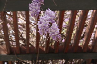 栅栏旁绽放的紫色花朵