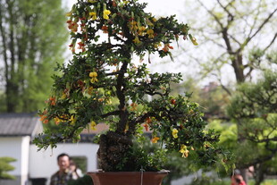 精致盆景 绿意盎然之景