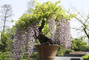 紫藤盆景 绽放梦幻紫色花