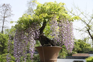 紫藤盆景 垂挂紫色梦幻花瀑