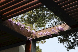 屋顶天窗下的烂漫花景