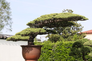 精美盆景 尽显园艺之美