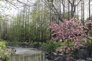 春日河畔繁花绿树景致