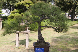 精致盆景置于户外园林