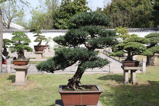 庭院中的精致盆景