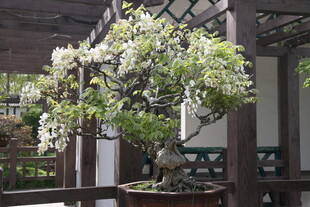 中式庭院中的雅致盆景