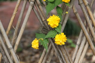 竹篱间绽放的黄色小花