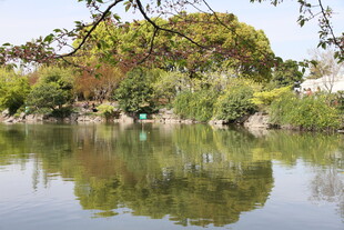 湖畔绿树倒映的静谧风光