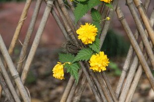 竹篱旁绽放的黄色小花