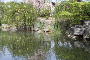 中式园林池塘景观