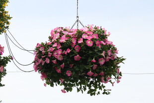 悬挂的粉色繁花吊篮