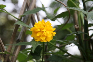 黄色小花绽放于绿植间