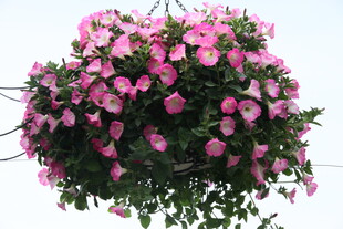 粉色繁花垂吊盆栽
