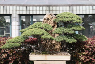 精致盆景展现自然之美