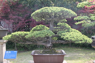 精致盆景 尽显自然雅韵