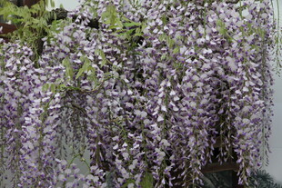 垂坠紫藤花 梦幻紫色浪漫