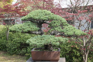 精致盆景展现独特园艺美