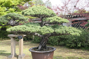 精致盆景展现自然之美