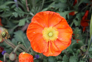 鲜艳橙色鲜花特写