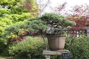 古朴盆景置于绿意之中