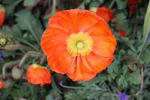 鲜艳橙红色鲜花特写