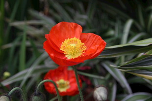 艳丽鲜花绽放绿叶间