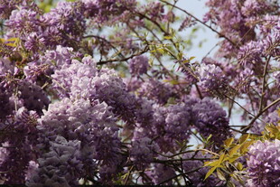 盛开的紫丁香花