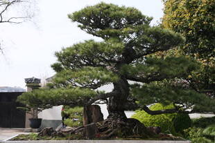 庭院中的精美松树盆景