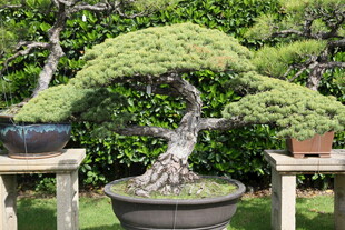 精致盆景展示独特园艺美