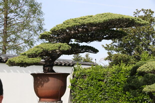 精致盆景展现园艺之美