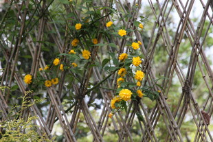 栅栏旁盛开的黄色小花