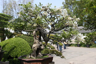 精致盆景树 庭院景致