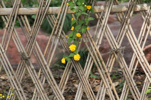 竹编围栏上的黄色小花