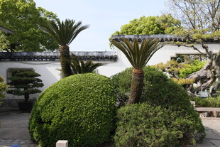 中式园林精致绿植景观