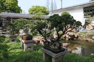 中式庭院盆景景观