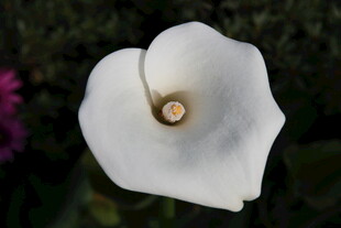 白色马蹄莲特写