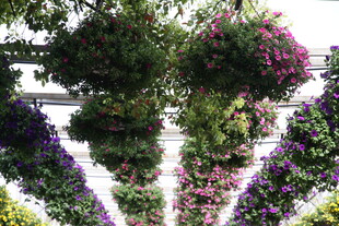 多彩花卉装点的美丽景观