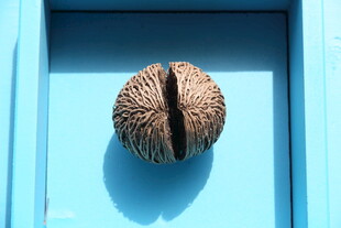 蓝色背景上的棕色坚果