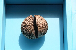 蓝色背景上的独特核桃