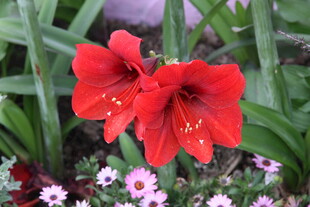 艳丽朱顶红与小花相伴