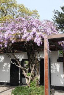 紫藤花下的雅致景致