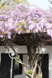 紫花树旁的古朴建筑