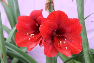 娇艳朱顶红绽放