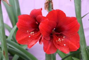 两朵艳丽朱顶红绽放