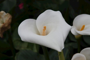 优雅白色马蹄莲绽放