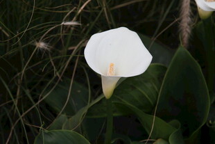 白色马蹄莲绽放于草丛