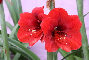 两朵艳丽朱顶红绽放